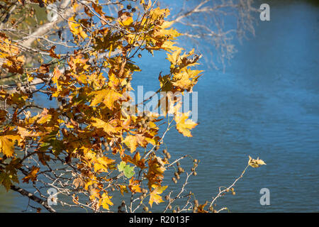 Herbst gelbe Blätter und Früchte der Bäume auf einem blauen verschwommenen Hintergrund. Palaio Pyrgos. Griechenland Stockfoto