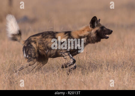 Afrikanischer Wildhund (Lycaon pictus). Nach der Ausführung im trockenen Gras. Mala Mala Game Reserve, Südafrika Stockfoto