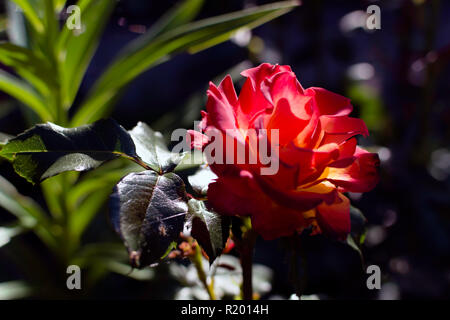 Leuchtend rote Rose Blume im Schatten, aber mit dem Strahl der Abendsonne auf seine Blütenblätter. Hell leuchtende rote Rose, Abendlicht, selektiven Fokus. Stockfoto