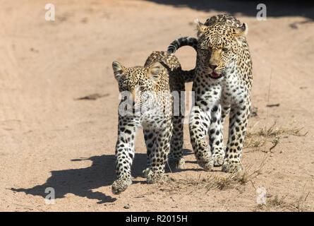 African Leopard (Panthera pardus). Mutter und Jungtier zu Fuß neben einander auf einem Staub weg. Mala Mala Game Reverve, Südafrika Stockfoto