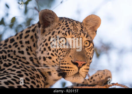 African Leopard (Panthera pardus). Nach ruht in einem Baum. Mala Mala Game Reverve, Südafrika Stockfoto