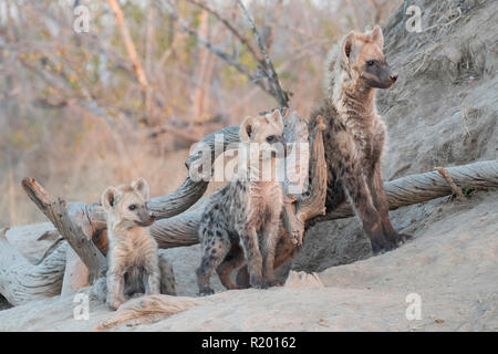 Tüpfelhyäne (Crocuta crocuta). Drei Jungen verschiedenen Alters an Höhle und wartet auf den Rest der Packung. Mala Mala Game Reserve, Südafrika Stockfoto