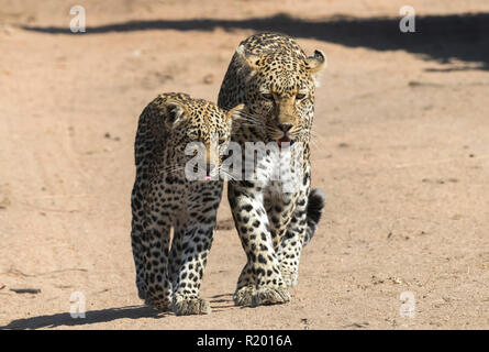 African Leopard (Panthera pardus). Mutter und Jungtier zu Fuß neben einander auf einem Staub weg. Mala Mala Game Reverve, Südafrika Stockfoto