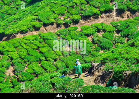 Einige indische Frauen sammeln Blätter, die von den grünen Plantagen auf Terrassen, die in den Hügeln von Darjeeling. Stockfoto