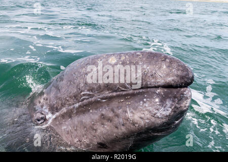 Grauwale, Grauwale (Eschrichtius robustus, Eschrichtius Gibbosus). Portrait von Kalb. Baja California, Mexiko Stockfoto