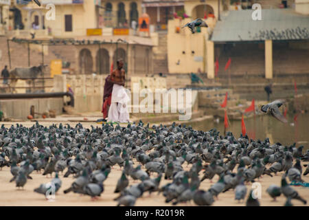 Auf Tausende Wahlfach focus' von Tauben auf einem Ghat in der Nähe des heiligen Sees von Pushkar, verschwommenes Hindu auf Hintergrund widmen. Rajasthan, Indien. Stockfoto