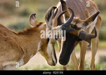 Baja California Pronghorn (Antilocapa americana peninsularis). Alte und Jugendliche männliche schnüffeln an einander. Die wilden Bevölkerung wird auf 200 geschätzt. Mexiko, Baja California Sur Baja California Desert National Park Stockfoto