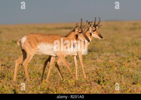 Baja California Pronghorn (Antilocapa americana peninsularis). Zwei Männer zu Fuß in die Halbwüste. Die wilden Bevölkerung wird auf 200 geschätzt. Mexiko, Baja California Sur Baja California Desert National Park Stockfoto