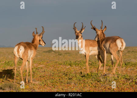 Baja California Pronghorn (Antilocapa americana peninsularis). Drei Männer stehen in der Halbwüste. Die wilden Bevölkerung wird auf 200 geschätzt. Mexiko, Baja California Sur Baja California Desert National Park Stockfoto