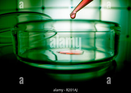 Glas Petrischalen mit Blutproben im Labor Stockfoto