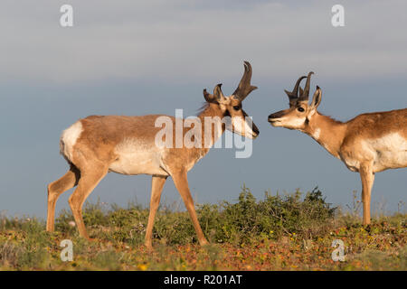 Baja California Pronghorn (Antilocapa americana peninsularis). Zwei erwachsene Männchen schnüffeln an einander. Die wilden Bevölkerung wird auf 200 geschätzt. Mexiko, Baja California Sur Baja California Desert National Park Stockfoto