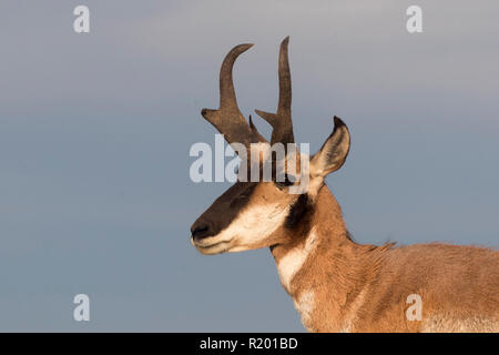 Baja California Pronghorn (Antilocapa americana peninsularis). Portrait von männlichen Erwachsenen. Die wilden Bevölkerung wird auf 200 geschätzt. Mexiko, Baja California Sur Baja California Desert National Park Stockfoto