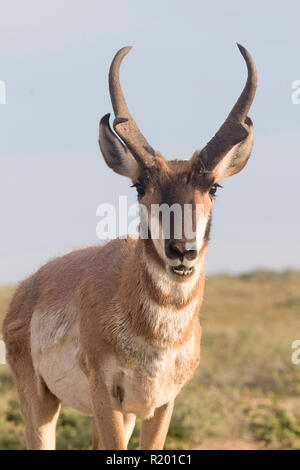 Baja California Pronghorn (Antilocapa americana peninsularis). Portrait von männlichen Erwachsenen. Die wilden Bevölkerung wird auf 200 geschätzt. Mexiko, Baja California Sur Baja California Desert National Park Stockfoto