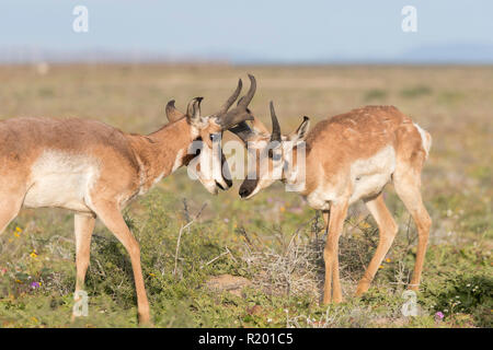 Baja California Pronghorn (Antilocapa americana peninsularis). Zwei Rüden schnüffeln an einander. Die wilden Bevölkerung wird auf 200 geschätzt. Mexiko, Baja California Sur Baja California Desert National Park Stockfoto