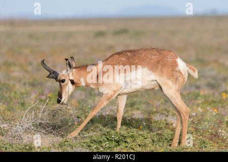 Baja California Pronghorn (Antilocapa americana peninsularis). Erwachsene männliche in der Halbwüste. Die wilden Bevölkerung wird auf 200 geschätzt. Mexiko, Baja California Sur Baja California Desert National Park Stockfoto