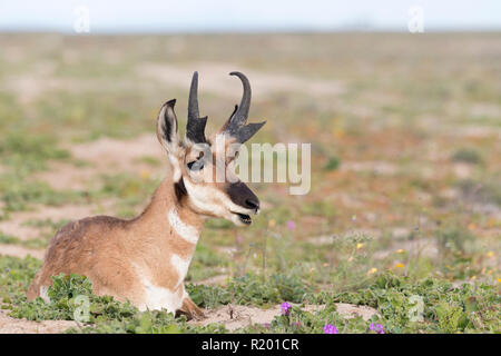 Baja California Pronghorn (Antilocapa americana peninsularis). Erwachsene männliche in halb liegend- Wüste. Die wilden Bevölkerung wird auf 200 geschätzt. Mexiko, Baja California Sur Baja California Desert National Park Stockfoto