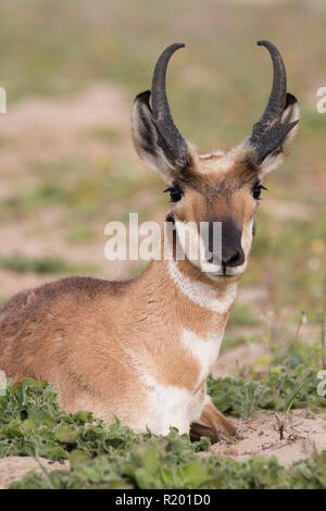 Baja California Pronghorn (Antilocapa americana peninsularis). Erwachsene männliche in halb liegend- Wüste. Die wilden Bevölkerung wird auf 200 geschätzt. Mexiko, Baja California Sur Baja California Desert National Park Stockfoto