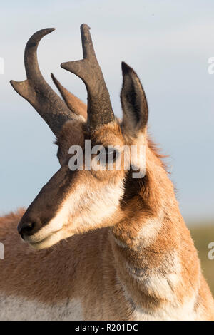 Baja California Pronghorn (Antilocapa americana peninsularis). Portrait von männlichen Erwachsenen. Die wilden Bevölkerung wird auf 200 geschätzt. Mexiko, Baja California Sur Baja California Desert National Park Stockfoto