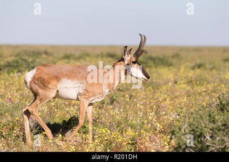 Baja California Pronghorn (Antilocapa americana peninsularis). Männliche stehen. Die wilden Bevölkerung wird auf 200 geschätzt. Mexiko, Baja California Sur Baja California Desert National Park Stockfoto