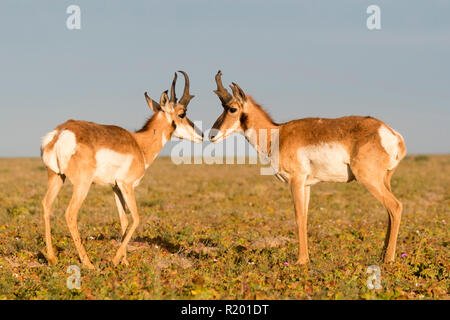 Baja California Pronghorn (Antilocapa americana peninsularis). Zwei erwachsene Männchen schnüffeln an einander. Die wilden Bevölkerung wird auf 200 geschätzt. Mexiko, Baja California Sur Baja California Desert National Park Stockfoto