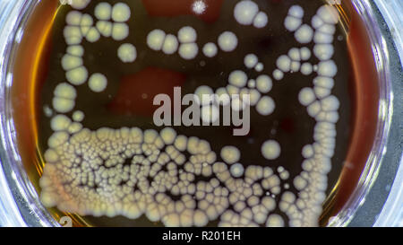 Petrischale mit Bakterien, bakterielle Kolonie Kommissionierung für DNA Klonen Stockfoto
