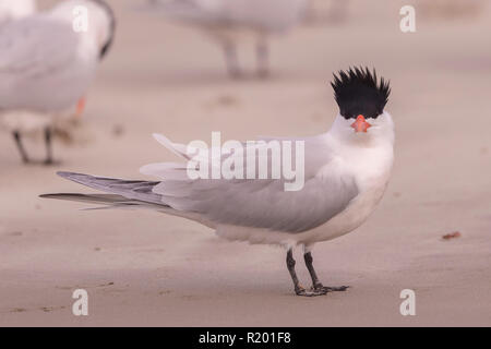 Royal Tern (Thalasseus maximus) Erwachsenen stehen auf einem Strand, anzeigen. Mittelamerika, Mexiko, Baja California Sur, Puerto San Carlos, Magdalena Bay Stockfoto