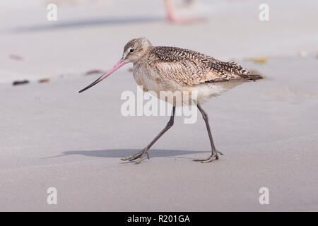 Marmorierte Godwit (Limosa fedoa) zu Fuß am Strand, Baja California, Mexiko Stockfoto