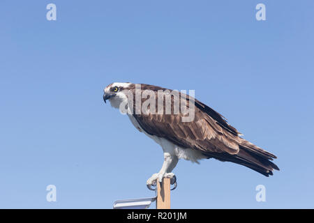 Fischadler (Pandion haliaetus) auf einem Pfosten thront. Baja California, Mexiko Stockfoto