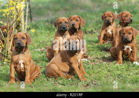 Rhodesian Ridgeback. Sieben Welpen (7 Wochen alt) im Garten sitzen. Deutschland Stockfoto