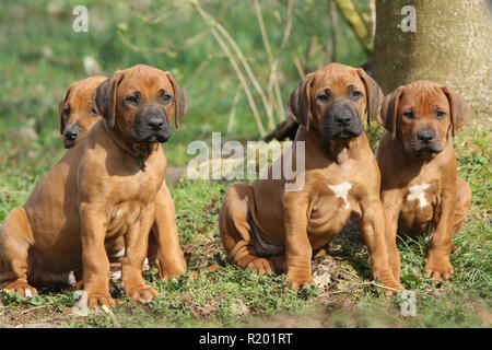Rhodesian Ridgeback. Drei Welpen (Rüde, 7 Wochen alt) im Garten sitzend, mit kleine Schwester im Hintergrund. Deutschland Stockfoto