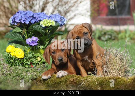 Rhodesian Ridgeback. Zwei Welpen (Rüden, 7 Wochen alt) neben Blumen in einem Garten zu Frühling. Deutschland Stockfoto