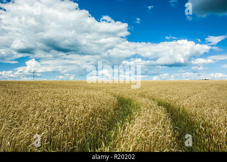 Radspuren in einem Feld von Korn und Wolken im Himmel Stockfoto