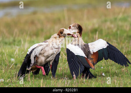 Nilgans (Alopochen aegyptiacus),. Zwei Personen kämpfen. Texel, Niederlande Stockfoto