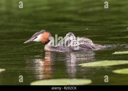 Haubentaucher (Podiceps cristatus). Nach dem Schwimmen mit Küken auf der Rückseite, die versucht, einen Fisch zu essen. Deutschland. Stockfoto