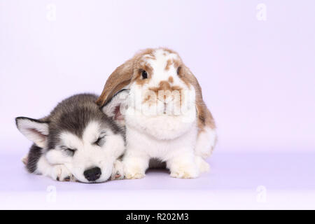 Alaskan Malamute. Schlafen Welpe (6 Wochen alt) und Mini Lop bunny neben einander. Studio Bild, gegen einen rosa Hintergrund gesehen. Deutschland Stockfoto