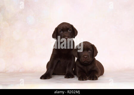 Labrador Retriever, Chocolate Labrador. Zwei braune Welpen (7 Wochen alt) Liegen und Sitzen nebeneinander. Studio Bild vor einem rosa Hintergrund. Deutschland Stockfoto