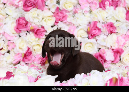 Labrador Retriever, Chocolate Labrador. Braun Welpe (7 Wochen alt) liegen in rosa Blüten, gähnen. Studio Bild. Deutschland Stockfoto