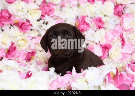 Labrador Retriever, Chocolate Labrador. Braun Welpe (7 Wochen alt) liegen in rosa Blüten. Studio Bild. Deutschland Stockfoto