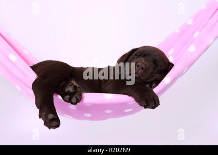 Labrador Retriever, Chocolate Labrador. Braun Welpe (7 Wochen alt) schläft, in einer Hängematte. Studio Bild vor einem weißen Hintergrund. Deutschland Stockfoto