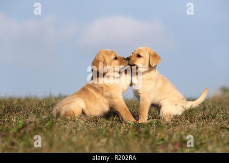 Labrador Retriever. Zwei blonde Welpen (6 Wochen alt) spielen auf einer Wiese. Deutschland Stockfoto