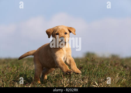 Labrador Retriever. Blond Welpe (6 Wochen alt) auf einer Wiese. Deutschland Stockfoto