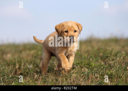 Labrador Retriever. Blond Welpe (6 Wochen alt) auf einer Wiese. Deutschland Stockfoto