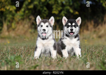 Alaskan Malamute. Zwei Welpen (6 Wochen alt) sitzt auf einer Wiese. Deutschland Stockfoto