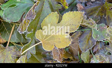 Frost auf Rasen Gras und Blätter der Bäume close-up im Herbst. Das Konzept der ersten Frost Stockfoto