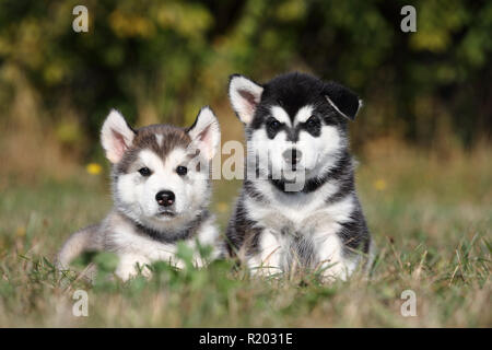 Alaskan Malamute. Zwei Welpen (6 Wochen alt) Sitzen und Liegen auf einer Wiese. Deutschland Stockfoto