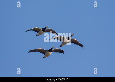 Weißwangengans (Branta Leucopsis). Drei Erwachsene im Flug. Friesland, Norddeutschland Stockfoto