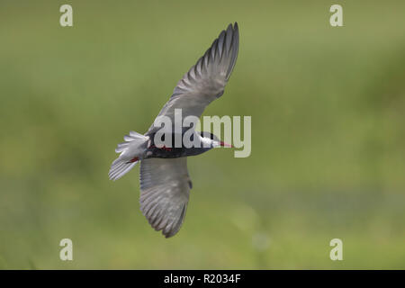 Whiskered Tern (Chlidonias hybrida). Erwachsener im Flug. Brandenburg, Deutschland Stockfoto