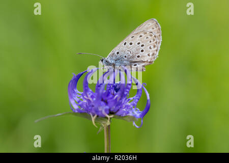 Die großen Blauen (Phengaris arion) auf Round-headed Rapunzeln (Aster alpinus) Blüte. Nationalpark Hohe Tauern, Kärnten, Österreich Stockfoto