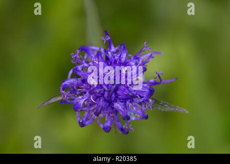 Round-headed Rapunzeln (Aster alpinus), einzelne Blume. Nationalpark Hohe Tauern, Kärnten, Österreich Stockfoto