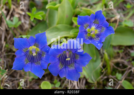 Stemless Enzian (Gentiana acaulis). Blühende Pflanze im Nationalpark Hohe Tauern, Kärnten, Österreich Stockfoto